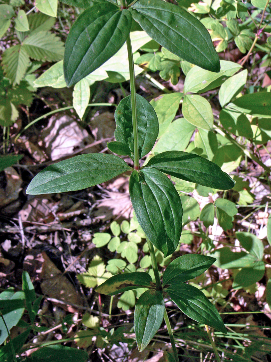 Image of Galium platygalium specimen.