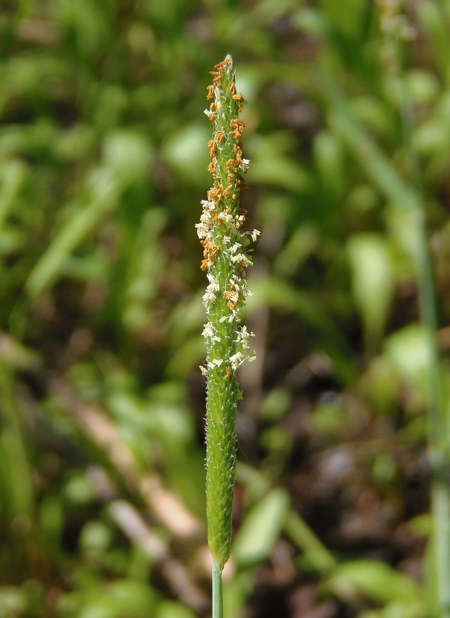 Image of Alopecurus aequalis specimen.