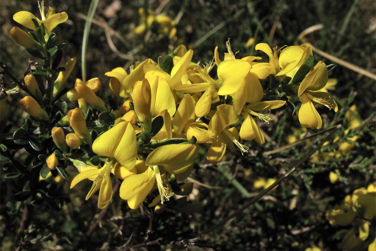 Изображение особи Genista pilosa.