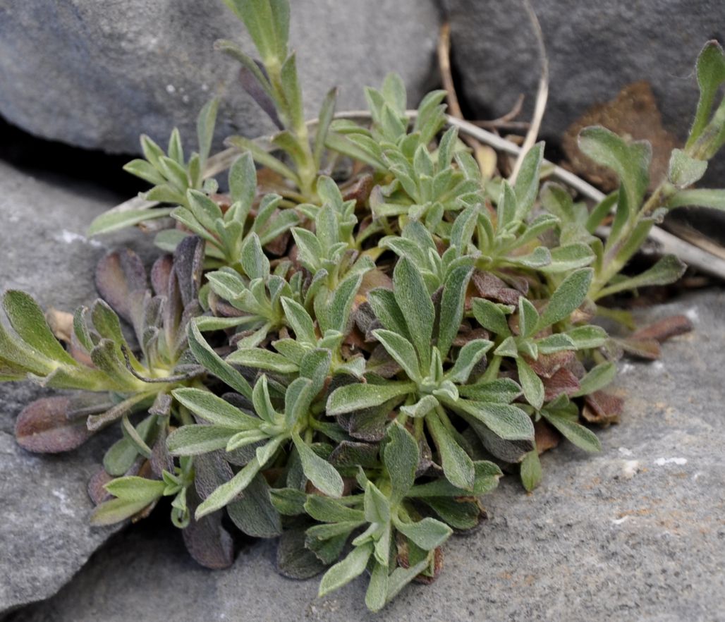 Image of familia Brassicaceae specimen.