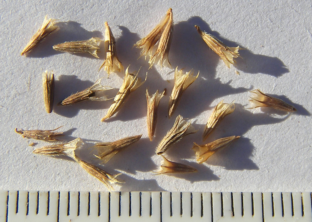 Image of Armeria denticulata specimen.