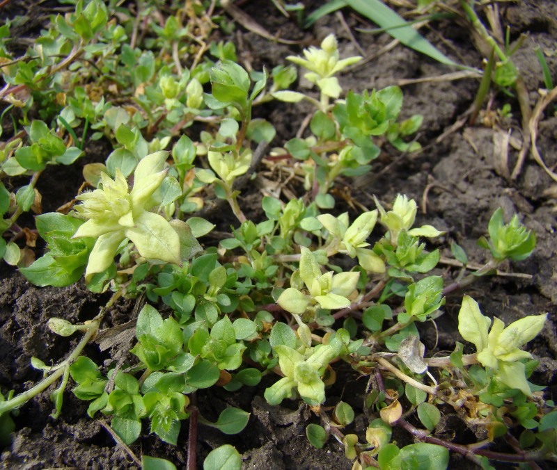 Image of Stellaria neglecta specimen.