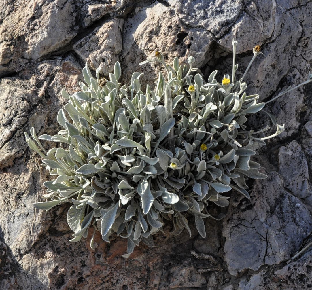 Image of Inula methanaea specimen.