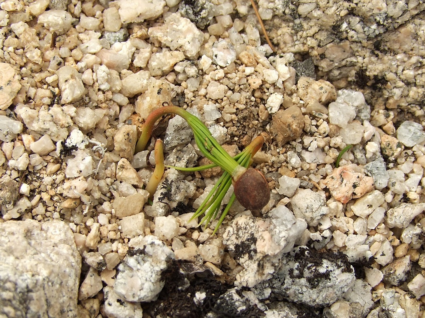 Изображение особи Pinus pumila.