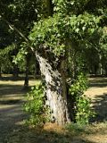 Populus nigra. Нижняя часть ствола вегетирующего растения. Испания, Кастилия и Леон, г. Саламанка, берег р. Тормес. Октябрь.