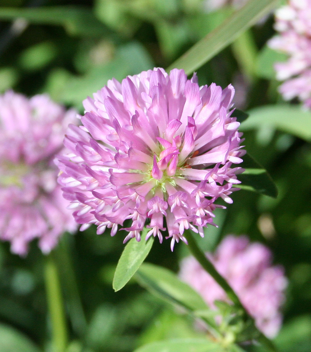 Image of Trifolium pratense specimen.