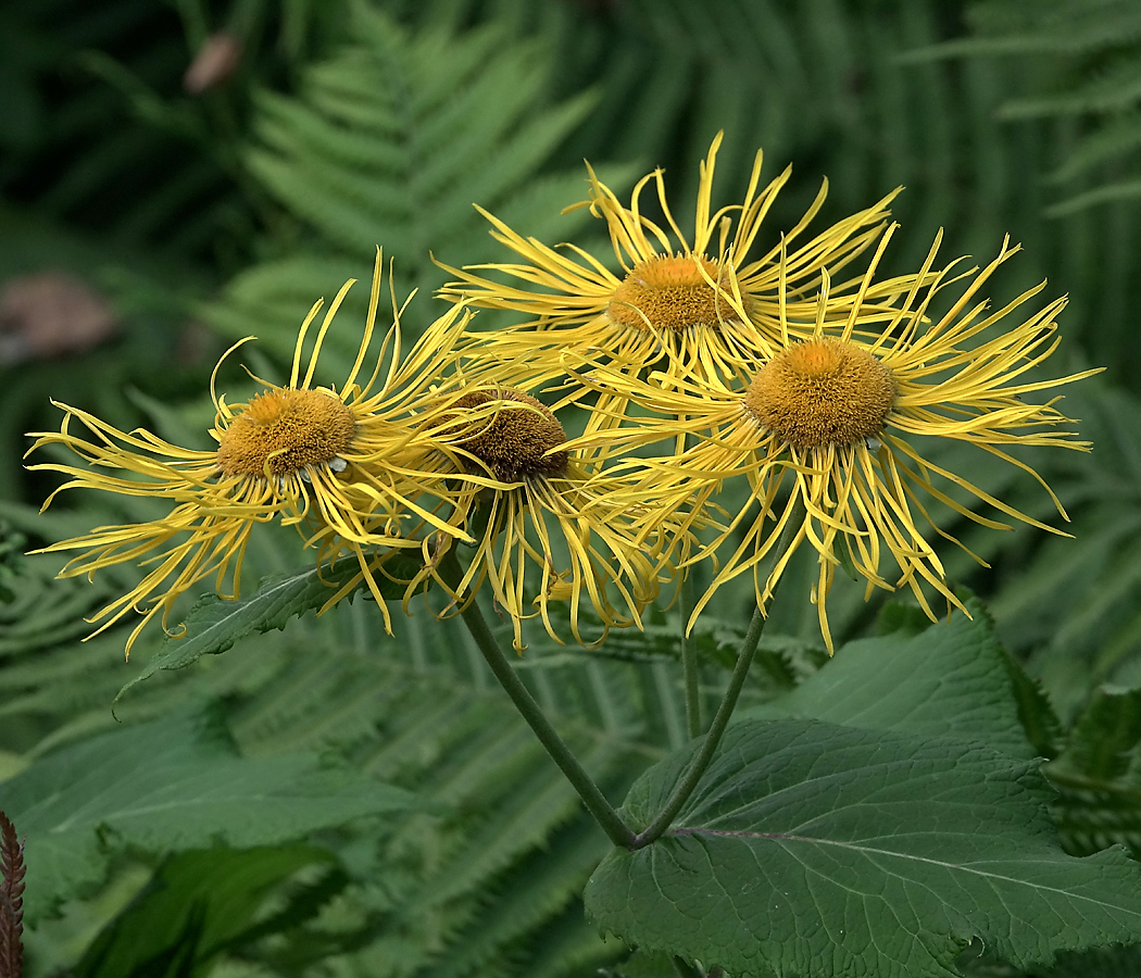 Image of Telekia speciosa specimen.