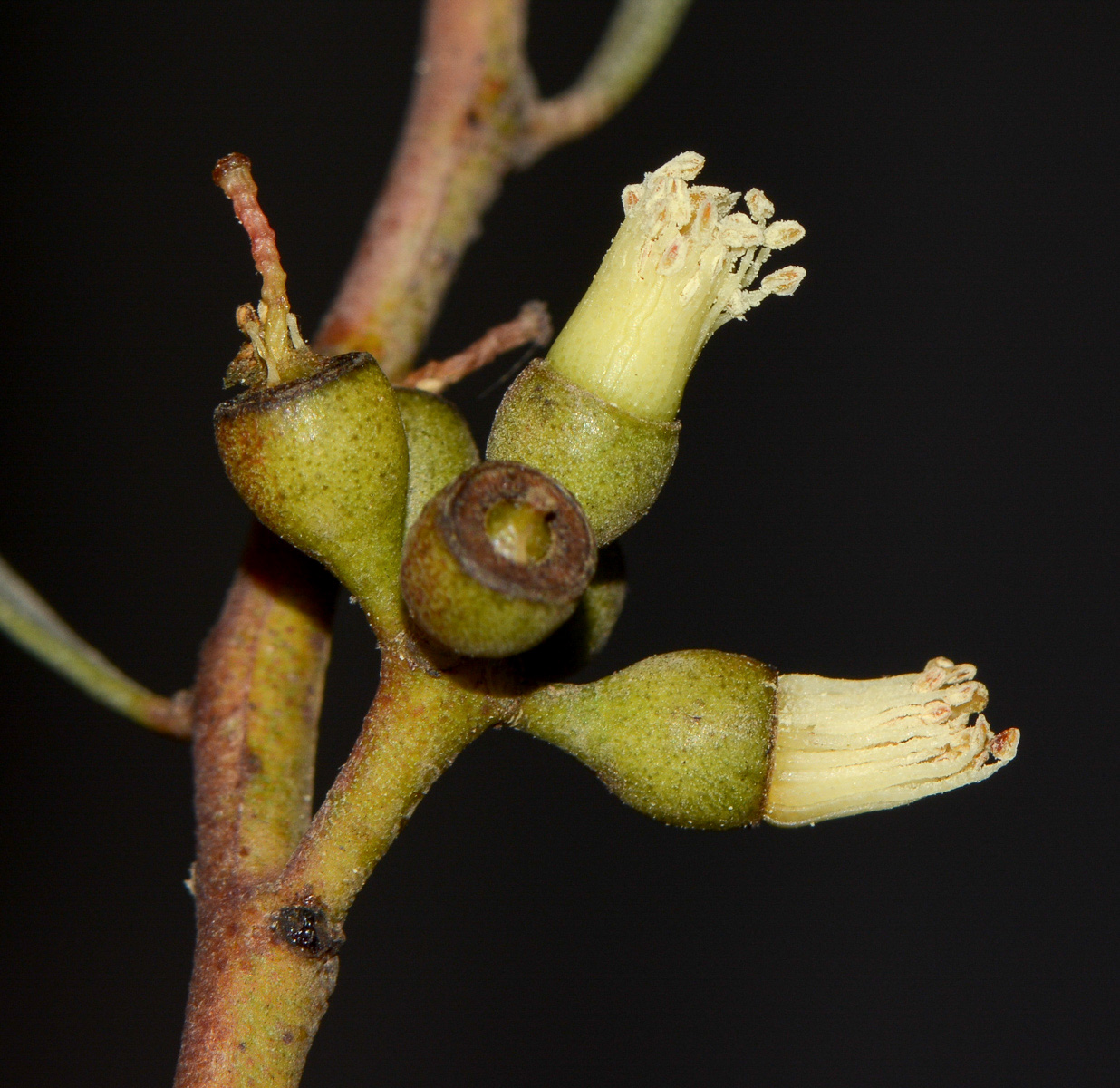 Изображение особи Eucalyptus spathulata.