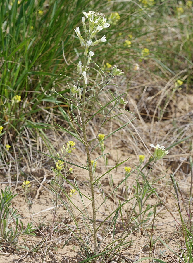 Image of Erysimum leucanthemum specimen.