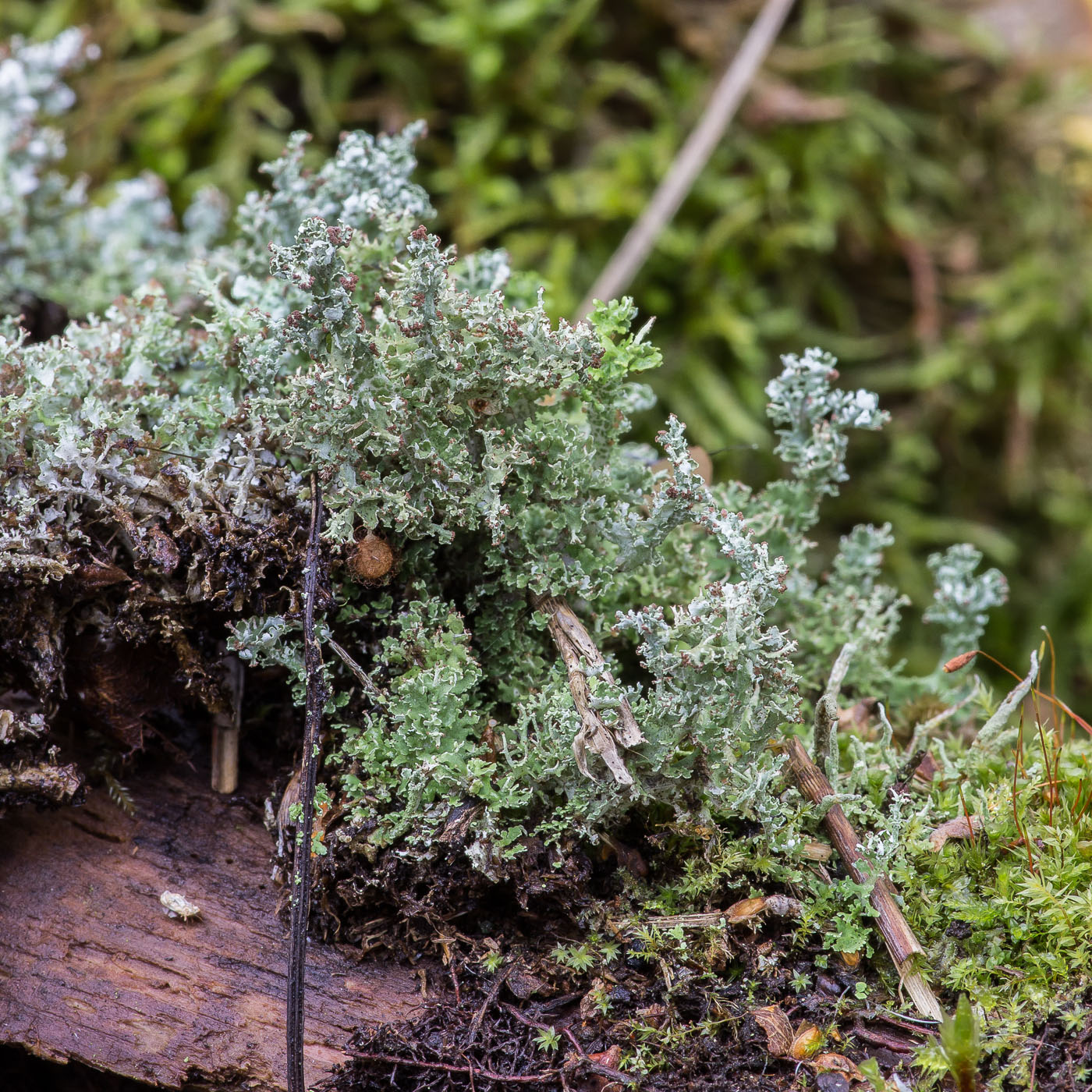 Image of Cladonia furcata specimen.