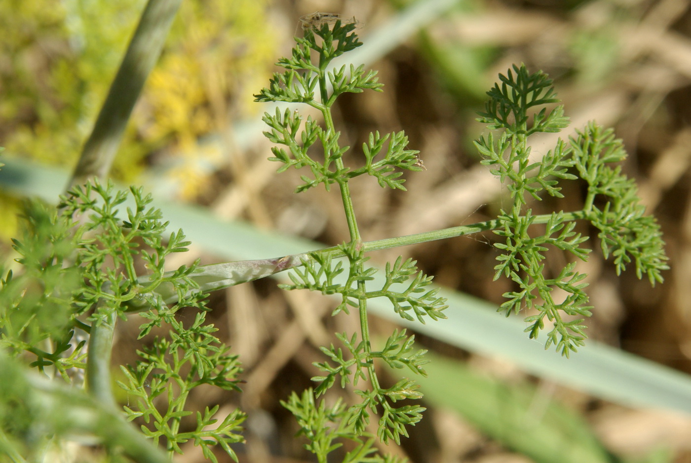 Image of Astrodaucus littoralis specimen.