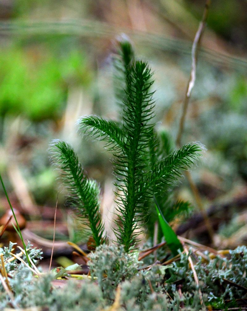 Image of Lycopodium clavatum specimen.