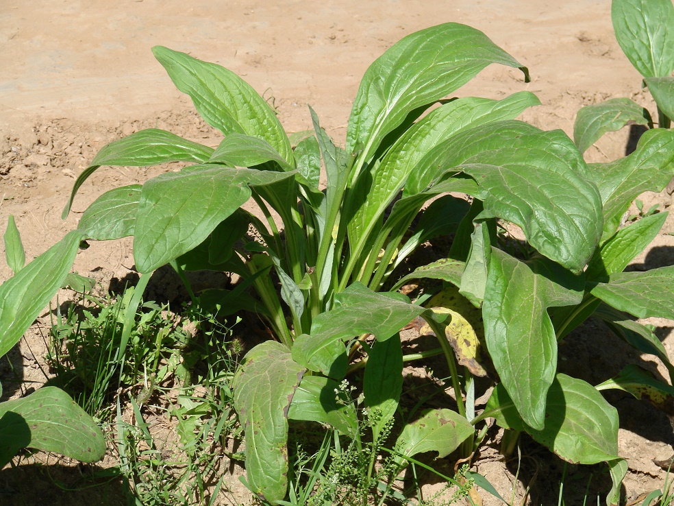 Image of Cynoglossum officinale specimen.