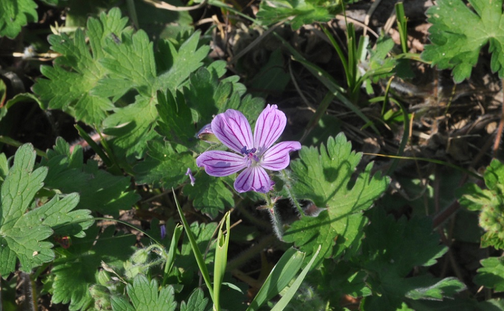 Изображение особи Geranium albanum.