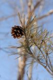Pinus × funebris. Верхушка ветви с вызревшей вскрывшейся шишкой. Приморский край, Анучинский р-н. 13.01.2018.