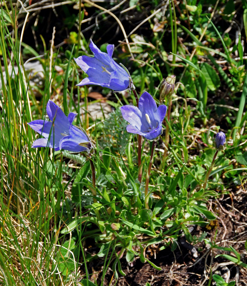 Изображение особи Campanula biebersteiniana.