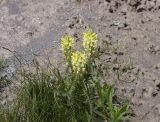 Pedicularis condensata. Цветущее растение. Кабардино-Балкария, южный склон Эльбруса, альпийский луг на высоте 3250 м, рядом со старой дорогой, которая идет на станцию \"Мир\". 10.07.2009.