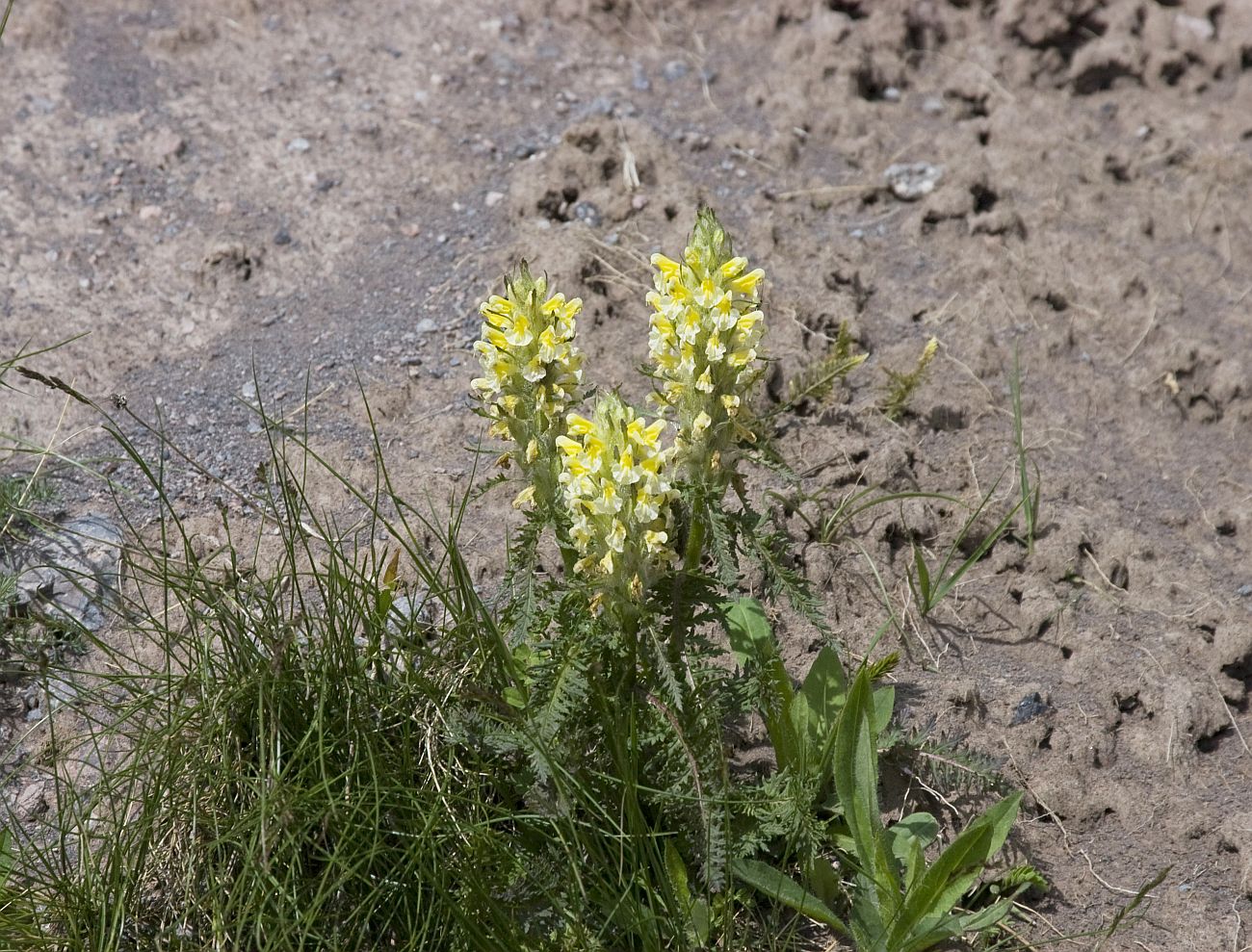 Image of Pedicularis condensata specimen.