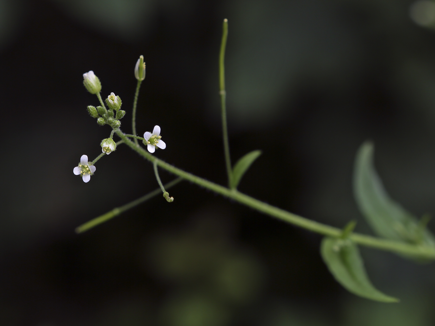 Image of Arabis pendula specimen.