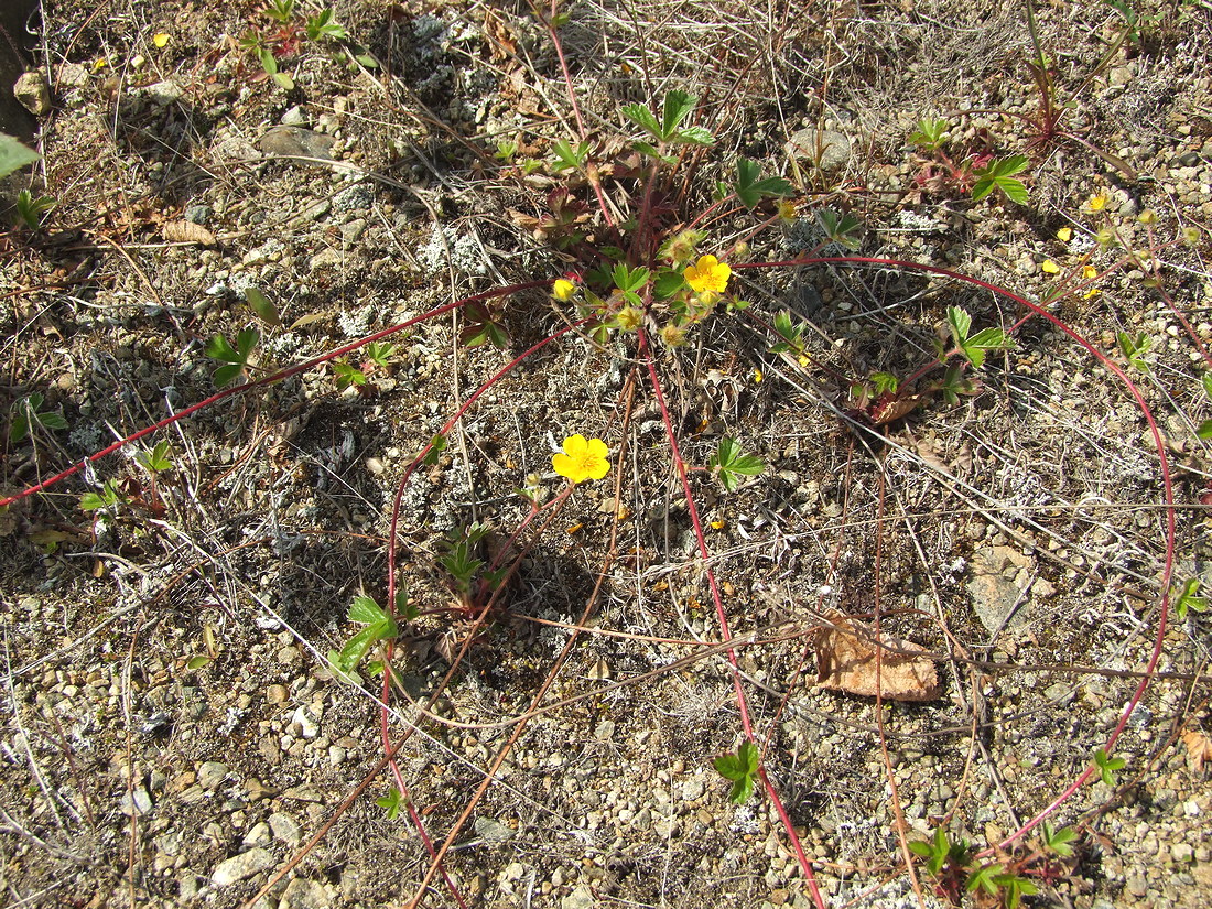 Image of Potentilla stolonifera specimen.