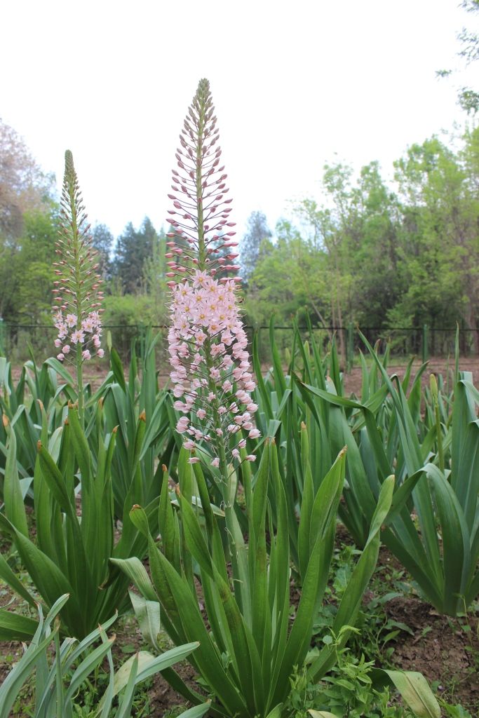 Изображение особи Eremurus aitchisonii.