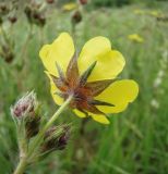 Potentilla obscura. Цветок. Краснодарский край, Кущёвский р-н, станица Шкуринская, сухой склон. 27.05.2010.