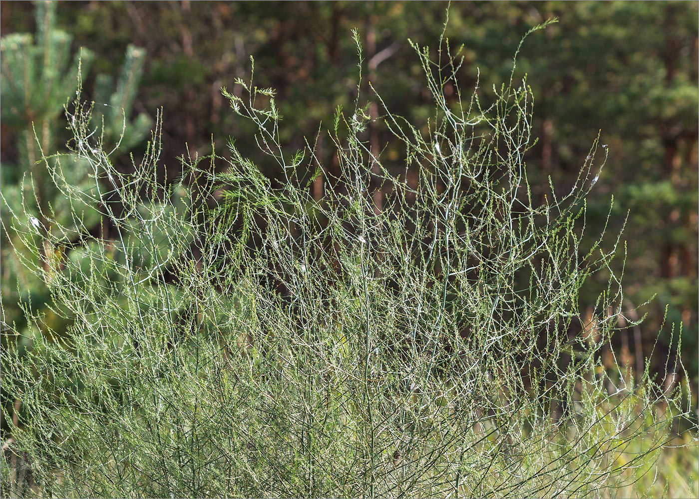 Изображение особи Asparagus officinalis.