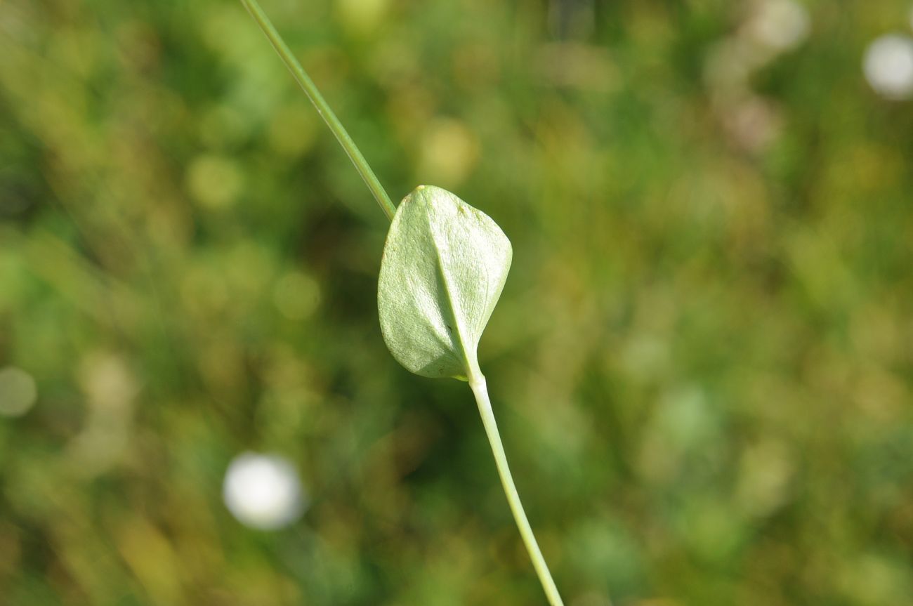 Image of Parnassia palustris specimen.