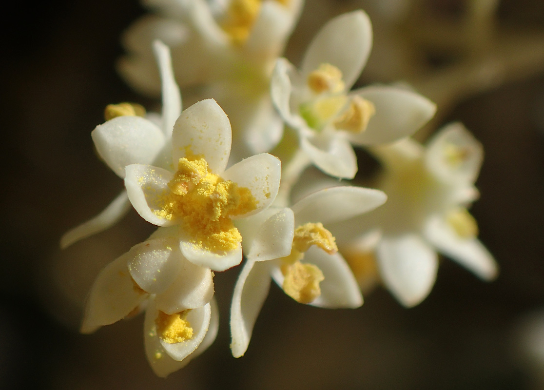 Изображение особи Olea europaea.