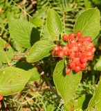 Viburnum lantana. Плодоносящий побег. Черногория, муниципалитет Цетине, западный склон массива Ловчен, обочина строящейся дороги, крутой горный склон. Июль 2018 г.