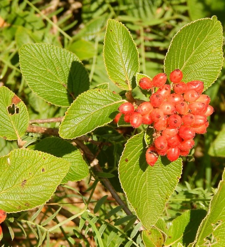 Изображение особи Viburnum lantana.