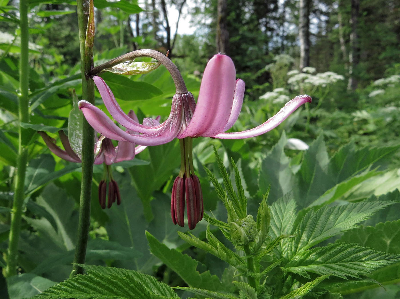 Image of Lilium pilosiusculum specimen.