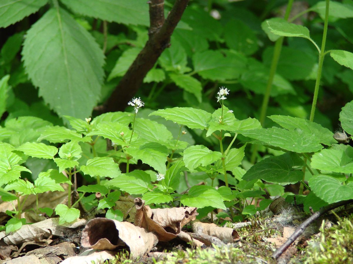 Image of Circaea alpina specimen.