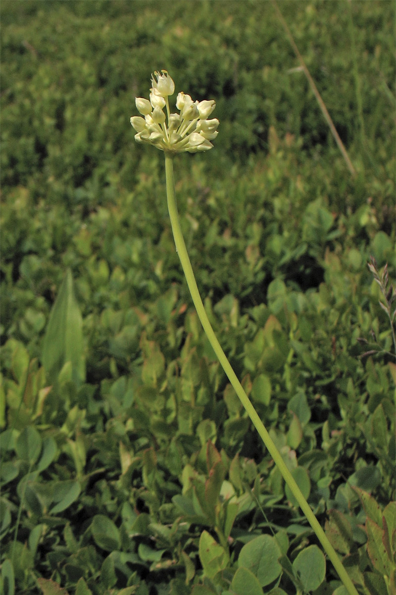 Изображение особи Allium victorialis.