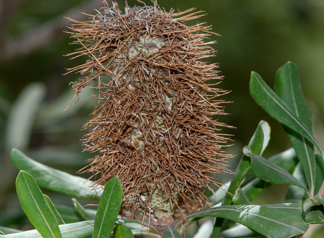 Image of Banksia integrifolia specimen.