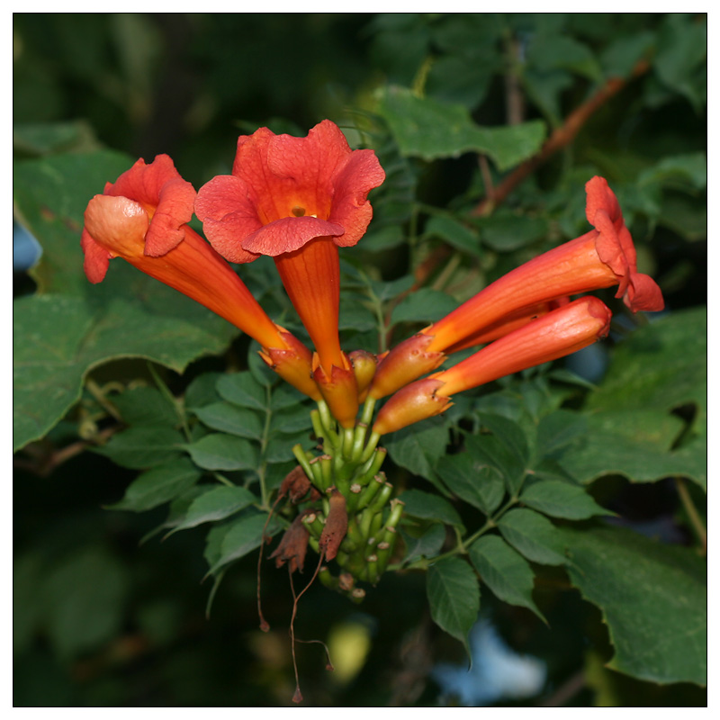 Image of Campsis radicans specimen.