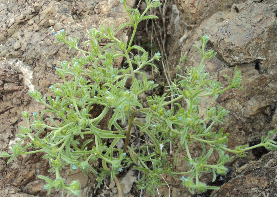 Image of genus Lappula specimen.