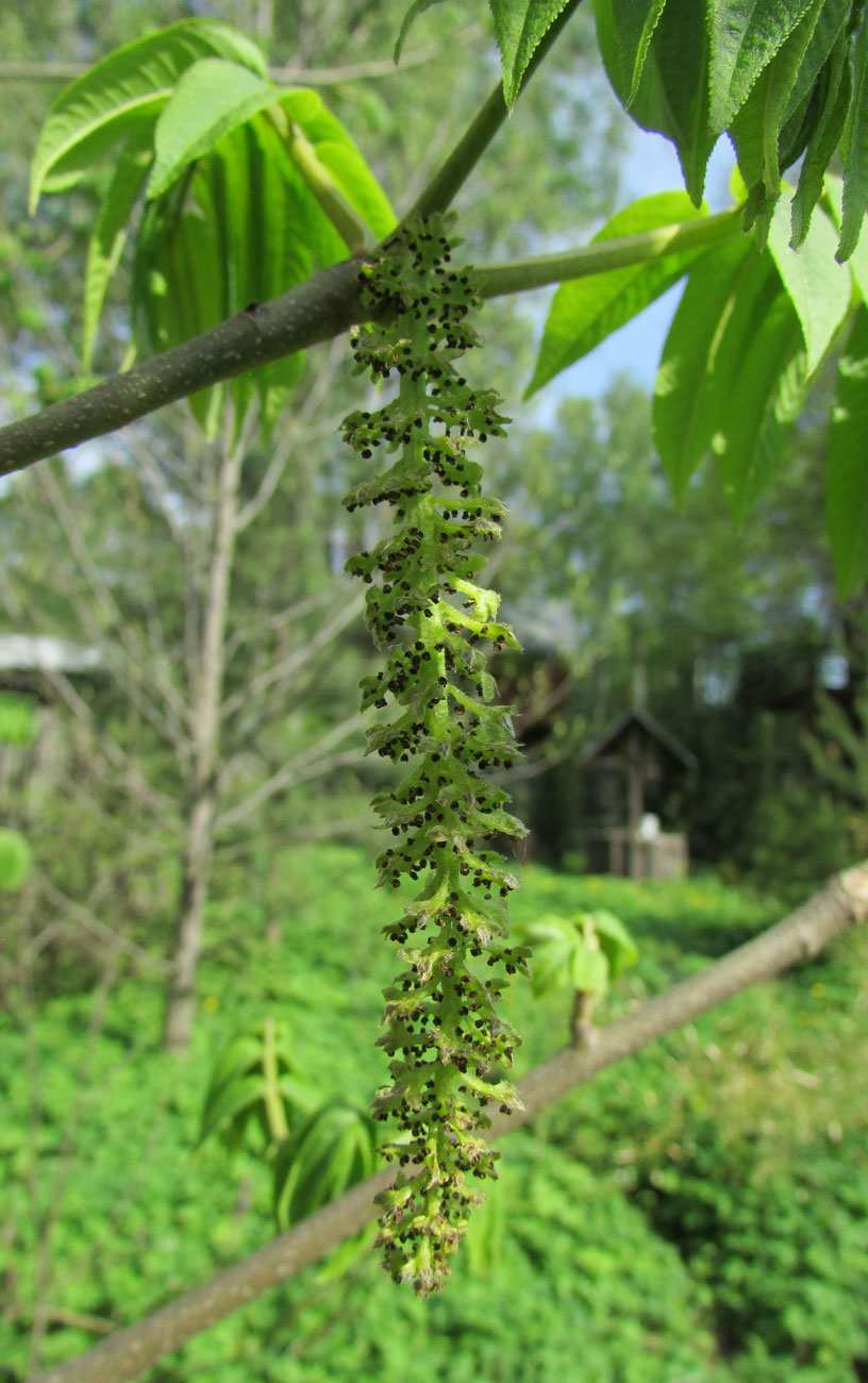 Image of Pterocarya rhoifolia specimen.