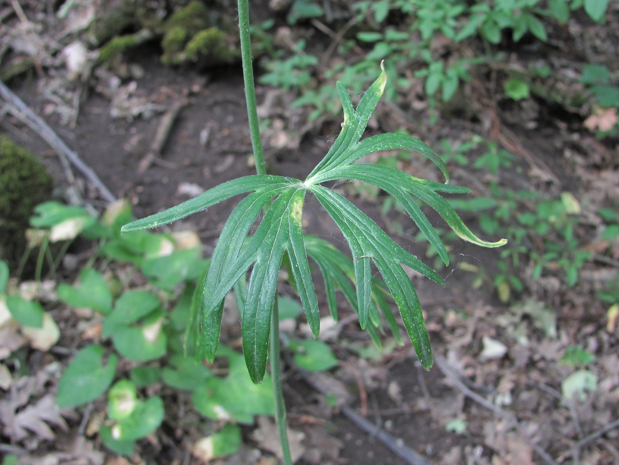 Image of Delphinium macropogon specimen.