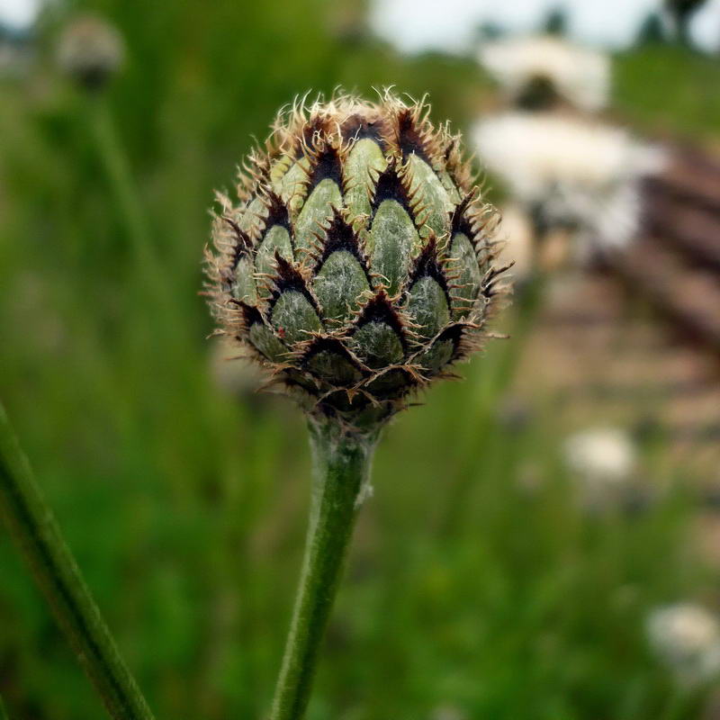 Image of Centaurea scabiosa specimen.