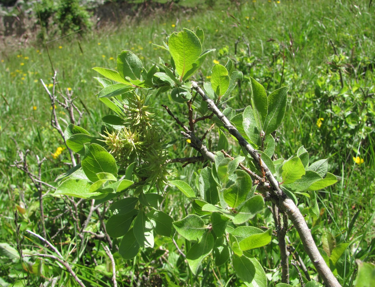 Image of Salix pseudodepressa specimen.