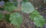 Corylus colurna