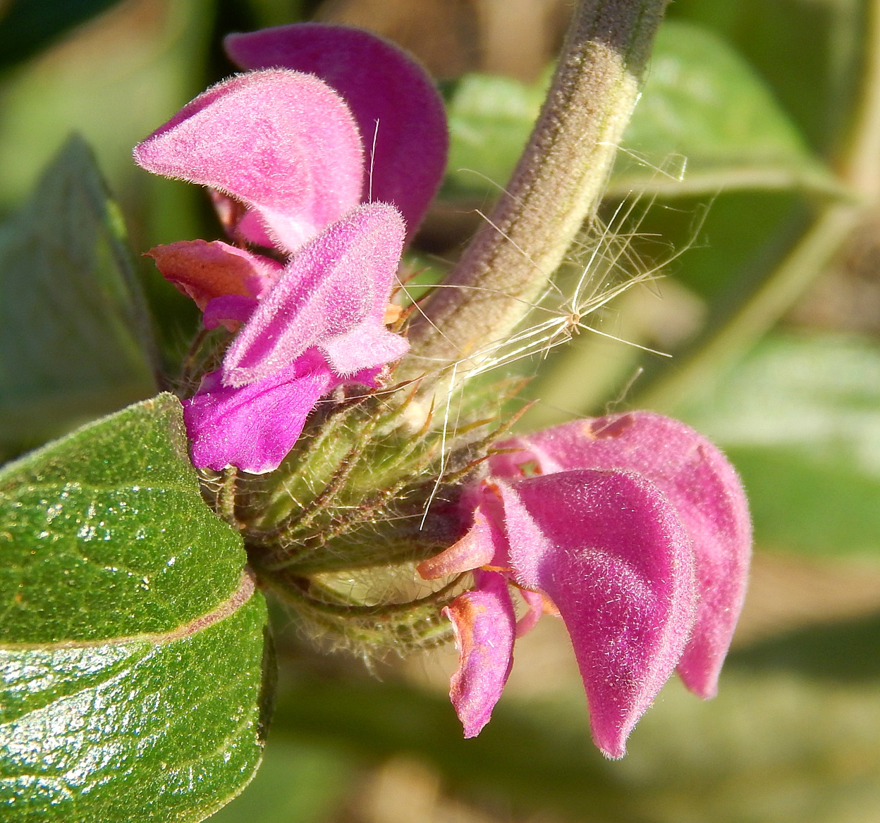 Изображение особи Phlomis taurica.