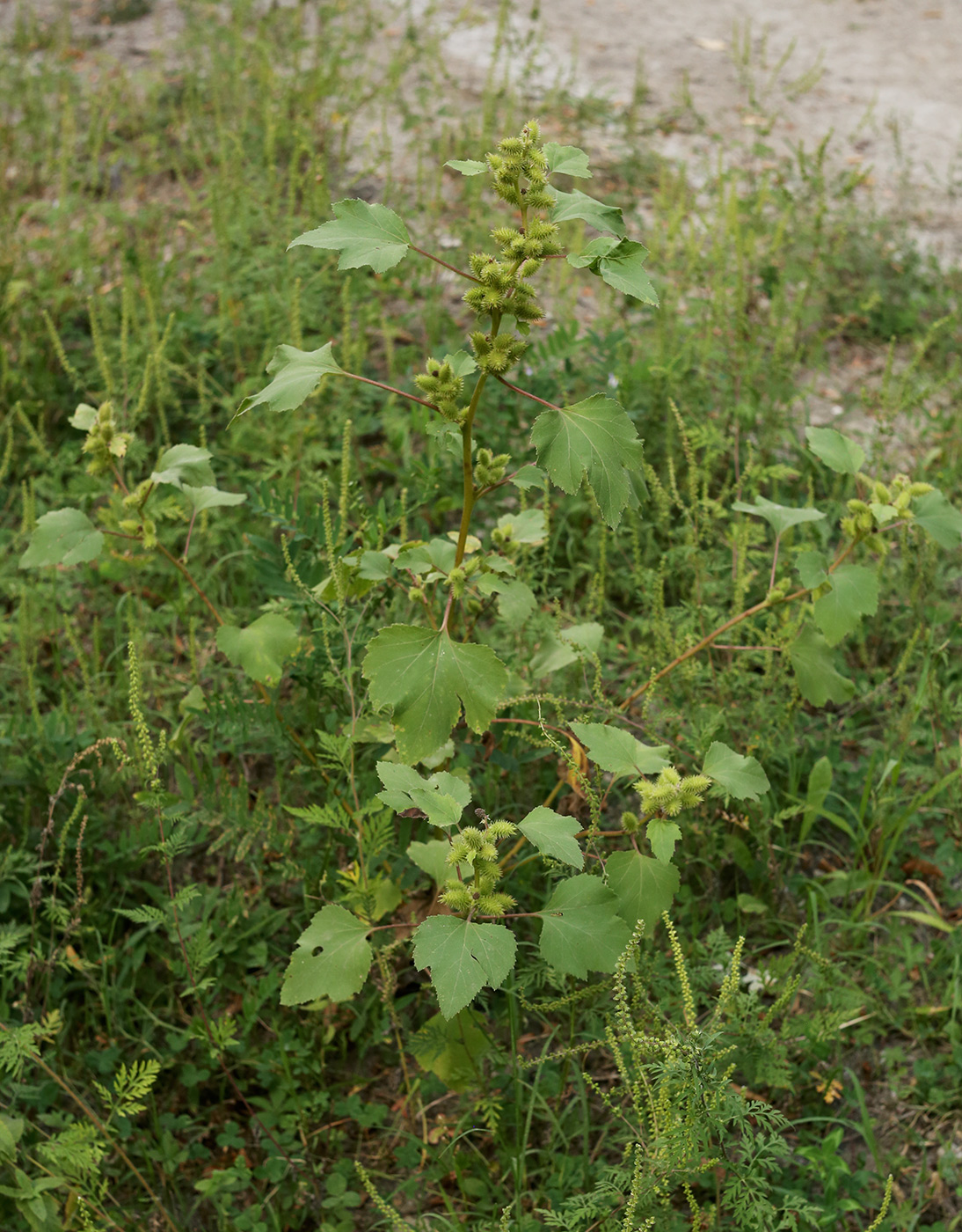 Image of Xanthium orientale specimen.