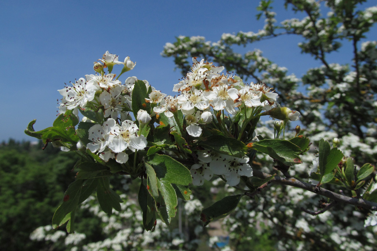 Image of Crataegus taurica specimen.