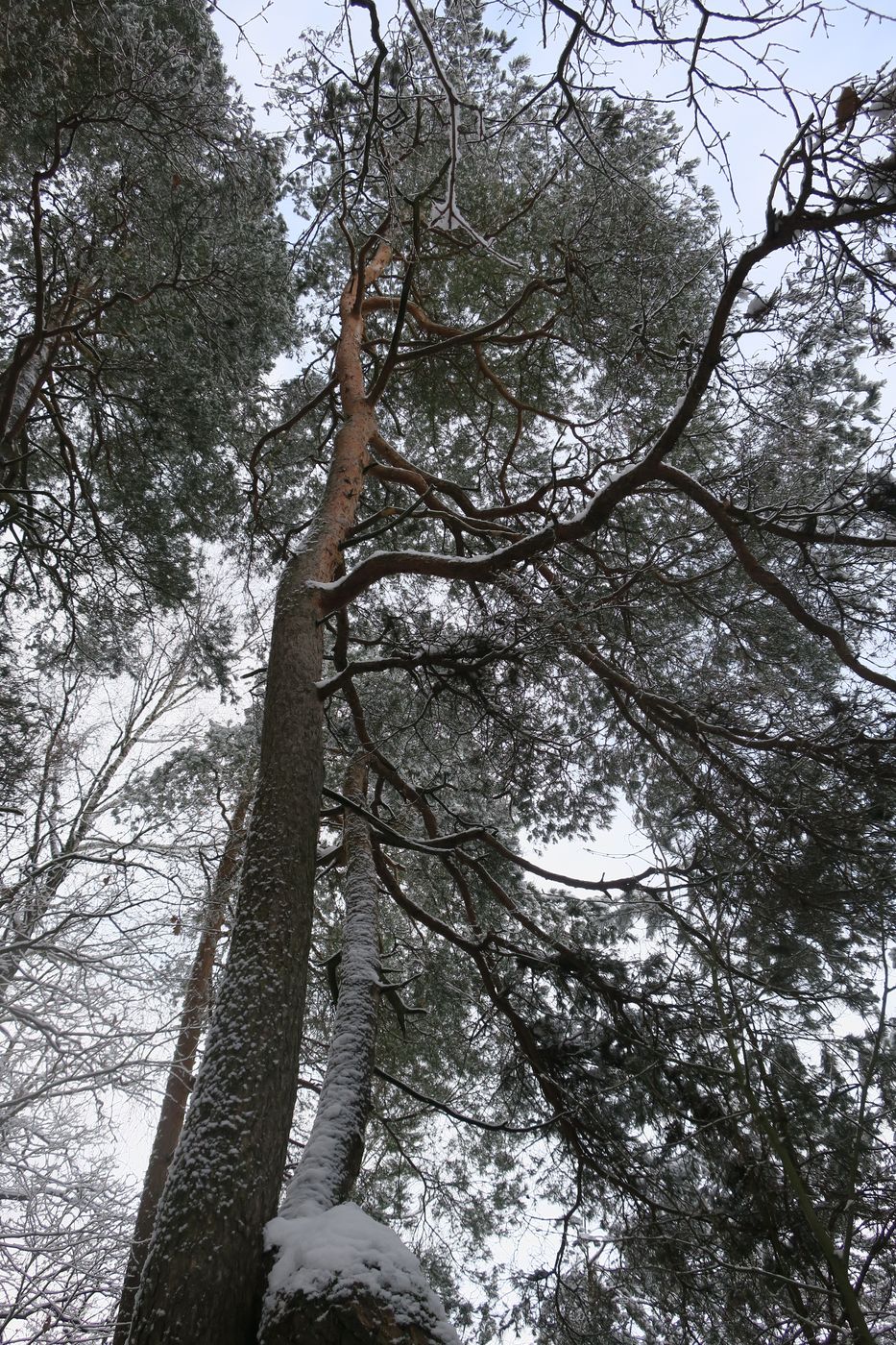 Изображение особи Pinus sylvestris.