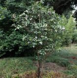 Camellia japonica