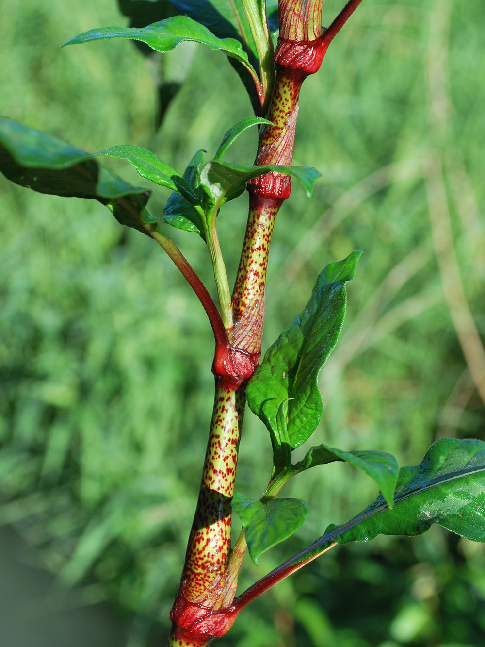 Image of Persicaria maculosa specimen.