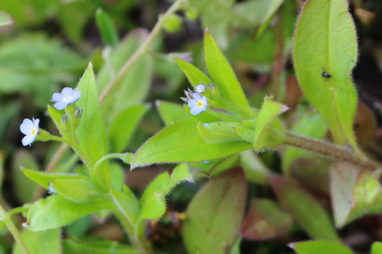 Image of Myosotis sparsiflora specimen.