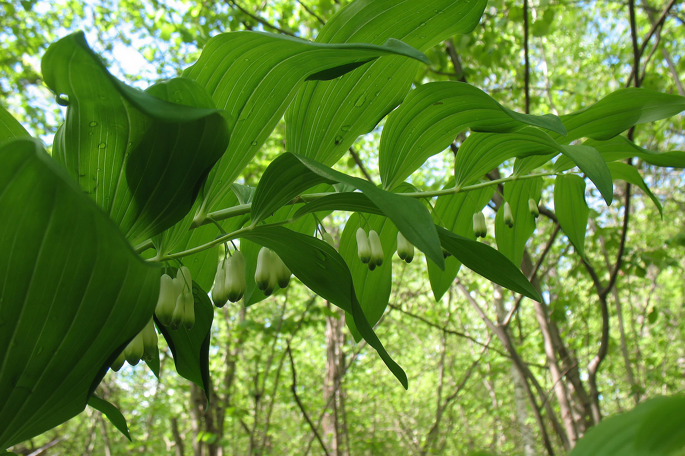 Image of Polygonatum multiflorum specimen.